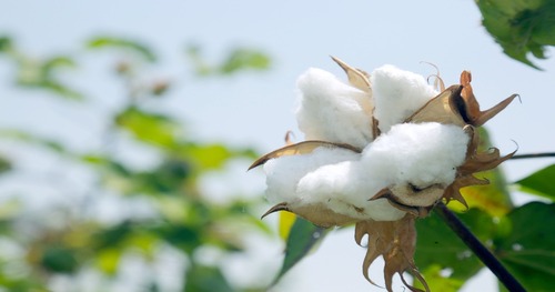Bedding Buying Guide: All You Should Know about the Different Types of Cotton Fabric